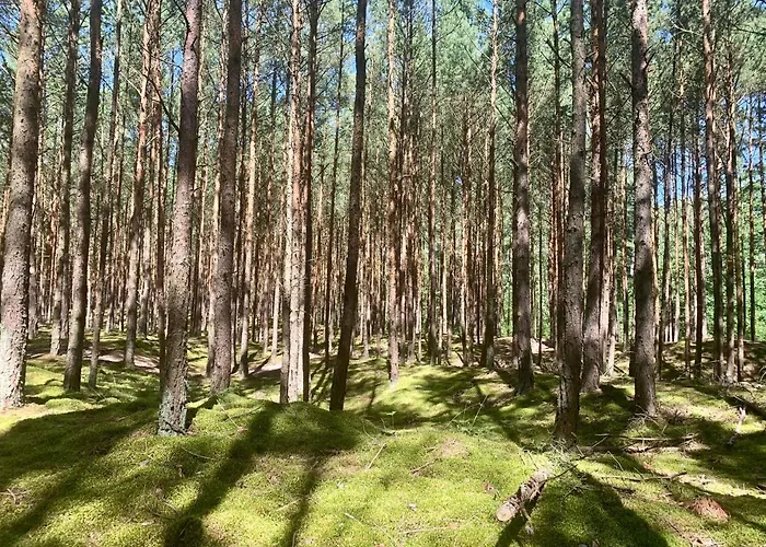 Camp Bursztynowy Gdańsk